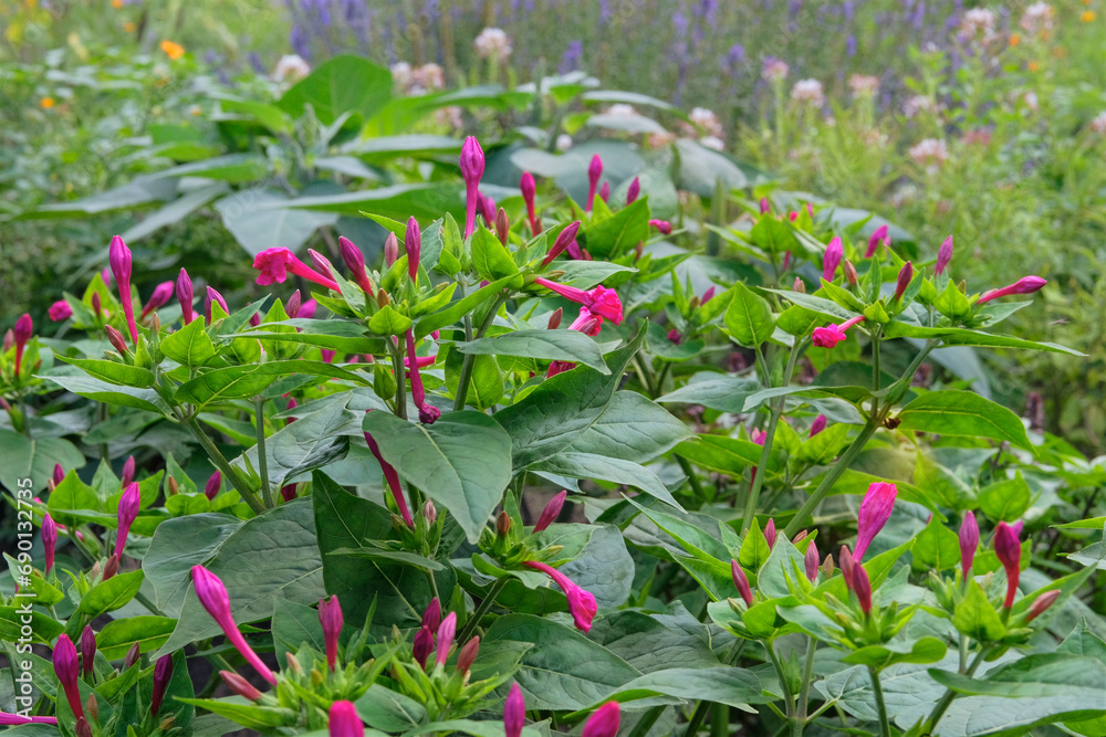 Mirabilis jalapa is growing in garden. Green bush in country garden. Cultivated for its romantic flowers. Flowers in nature.