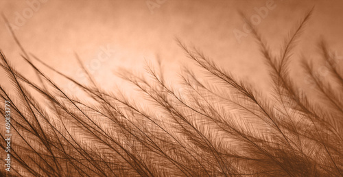 Peach Fuzz feather abstract background. Trendy color Peach Fuzz in the 2024 year.