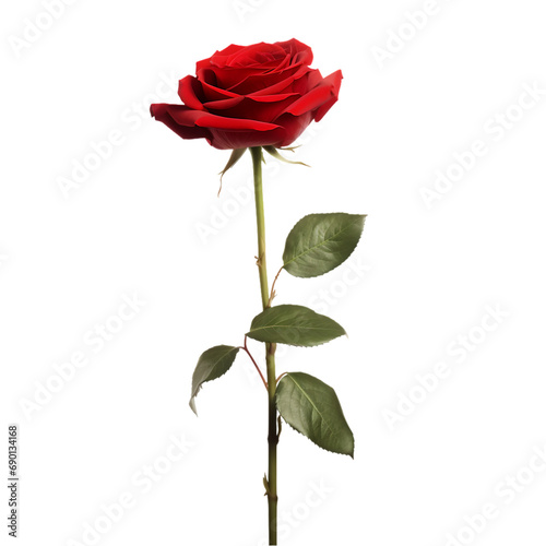 Fototapete red rose isolated on a transparent or white background, png