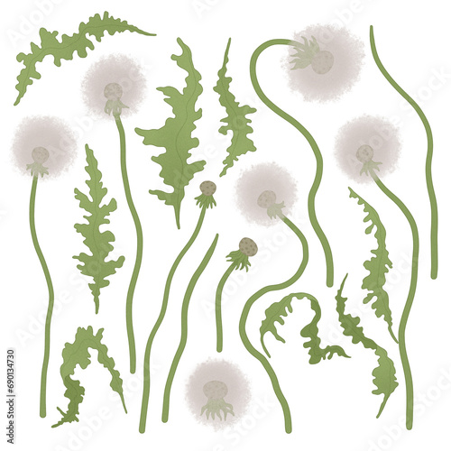 dandelion flowers and leaves isolated on transparent background (ID: 690134730)