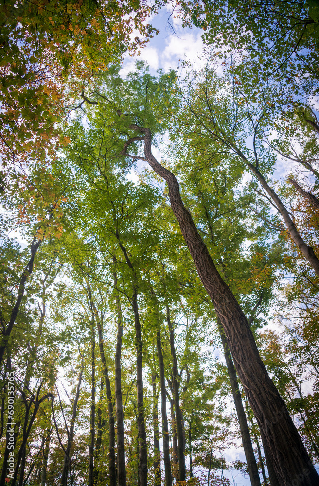 Obraz premium Tree Canopy at Cuyahoga Valley National Park in Ohio