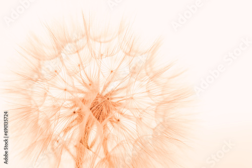 Color of the Year 2024 Peach Fuzz. Beautiful soft background. parachutes dandelion. Copy space. soft focus on water droplets. circular shape  abstract background.