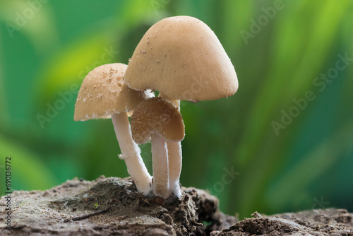 Domestic inky cap mushroom, coprinellus domesticus