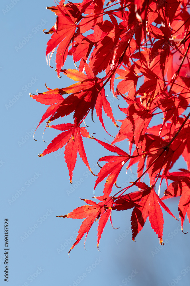 Beautiful maple leaves on the tree in autumn season. Beautiful maple leaves on the tree in autumn season.