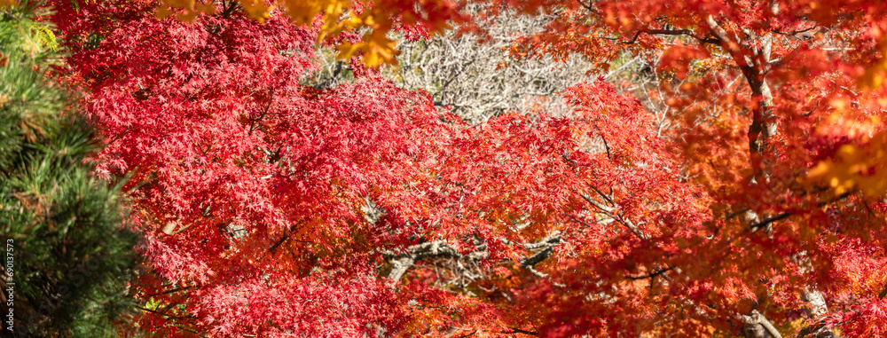 Beautiful maple leaves on the tree in autumn season. Beautiful maple leaves on the tree in autumn season.