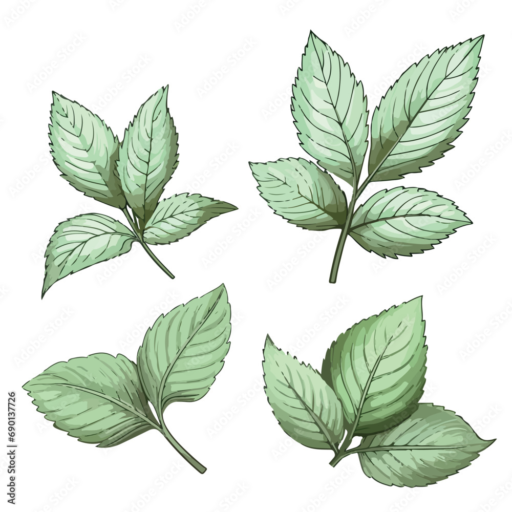 Fresh mint leaf. Vector illustration. Mint leaf icon - obrazy, fototapety, plakaty 