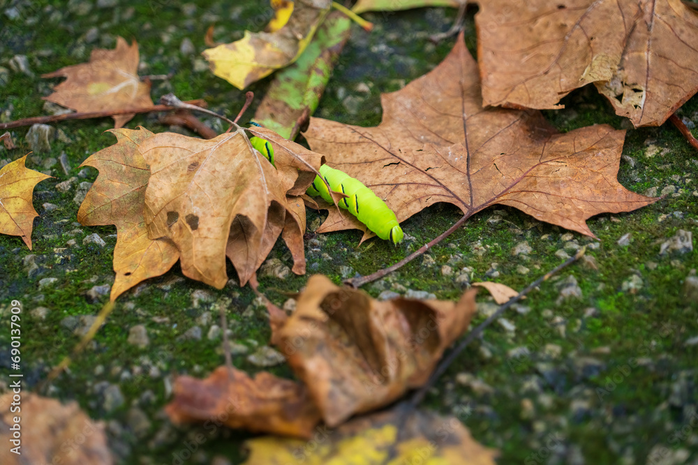 Tomato and Tobacco Hornworm at Cuyahoga Valley National Park in Ohio Tomato and Tobacco Hornworm at Cuyahoga Valley National Park in Ohio
