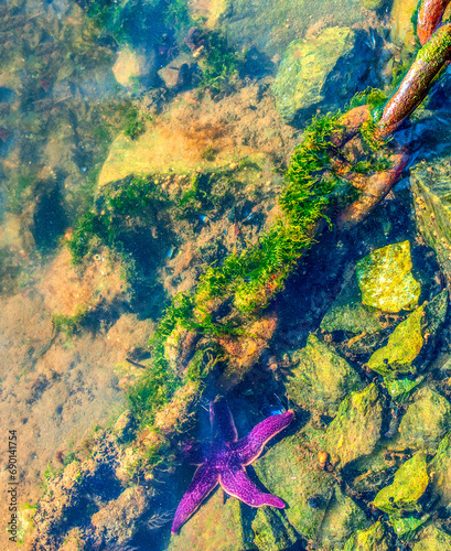 old rusty chain covered with green sea weed lays on a grey concrete surface