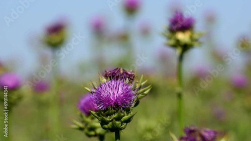 milk thistle grows on the field. blue sky.