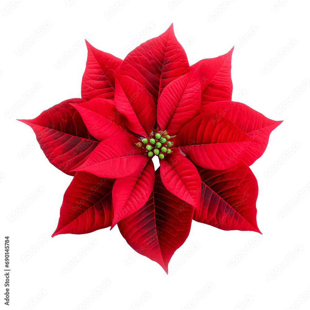 Obraz premium Poinsettia red flower symbol of Christmas collection of poinsettias flowers isolated 