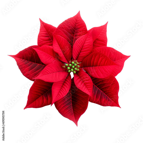 Poinsettia red flower symbol of Christmas collection of poinsettias flowers isolated 