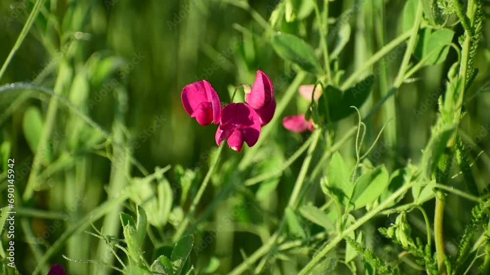 Tuberous vetchling, lathyrus tuberosus. Pink wild pea grass flowers. Tuberous vetchling, lathyrus tuberosus. Pink wild pea grass flowers.