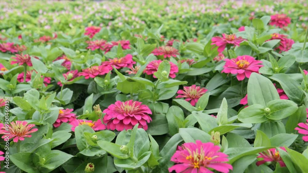 Common Zinnia Flowers in the garden Common Zinnia Flowers in the garden