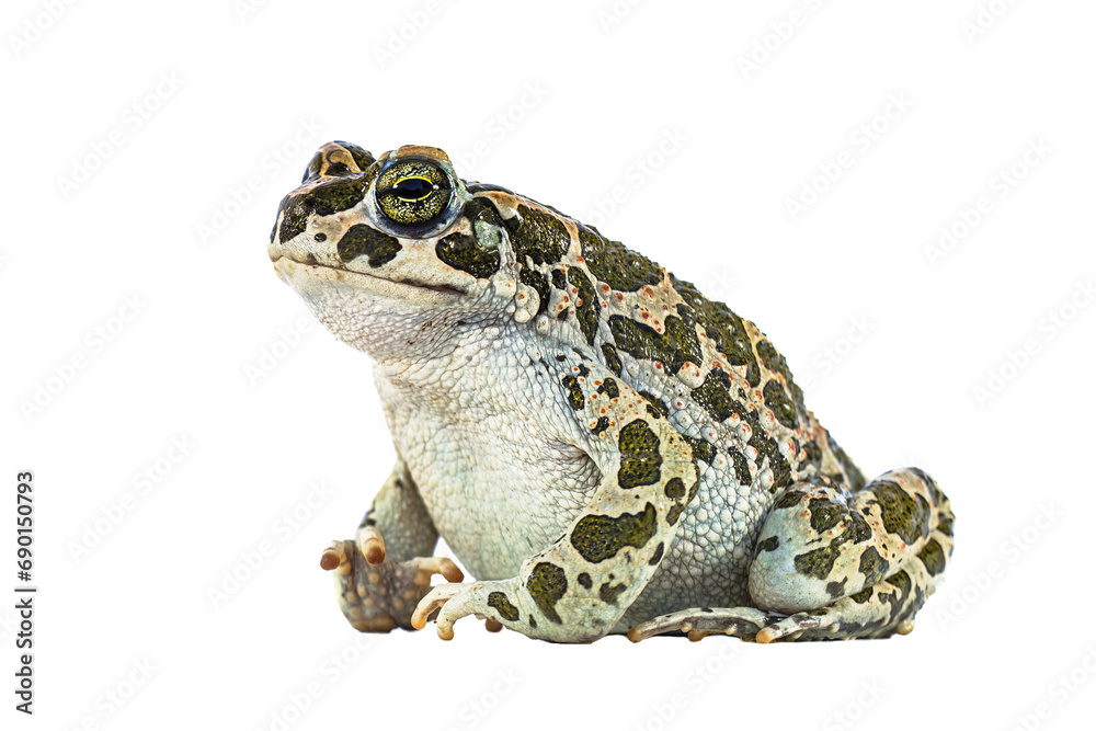 Fototapeta premium European green toad on white background