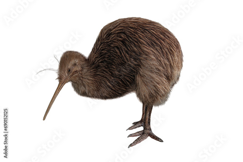 wild brown kiwi bird isolated png
