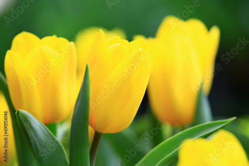 yellow Tulip flowers blooming in the garden with green leaves