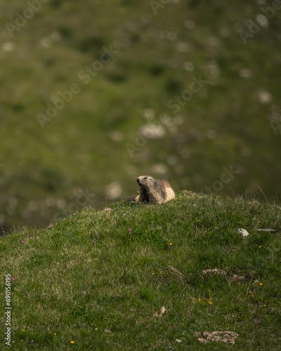 marmotte jolie montagne alpes France