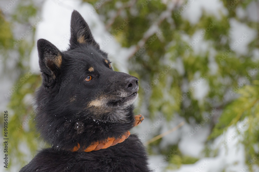 Closeup portrait photo of adorable mongrel dog. Closeup portrait photo of adorable mongrel dog.