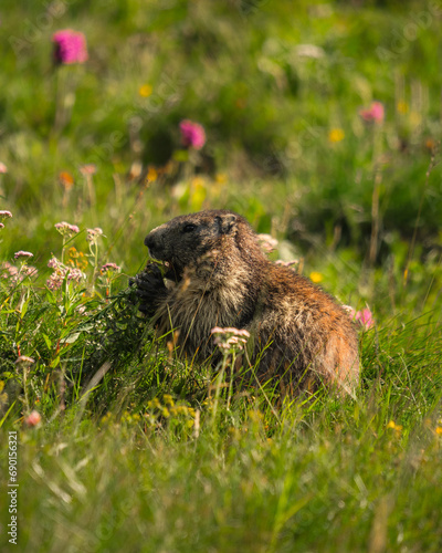 marmotte jolie montagne alpes France