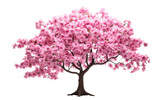 Cherry Blossom On Transparent PNG