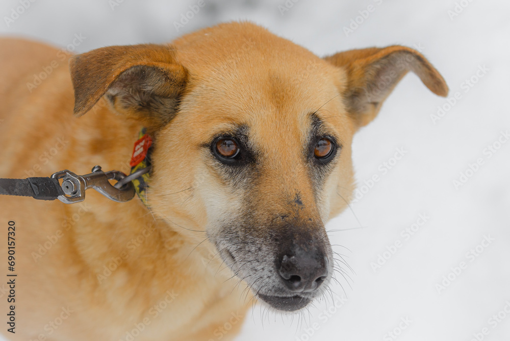 Closeup portrait photo of adorable mongrel dog.