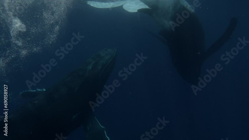two humpback whales underwater playing photo