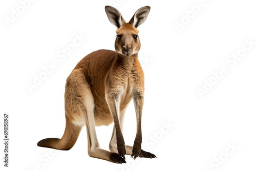 Kangaroo Isolated on Transparent Background. Ai © MSS Studio