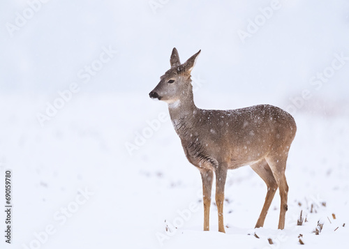 Female roe deer  Capreolus capreolus  standing in a snow covered field