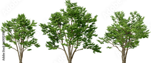 trident maple plant hq arch viz cutout trees photo