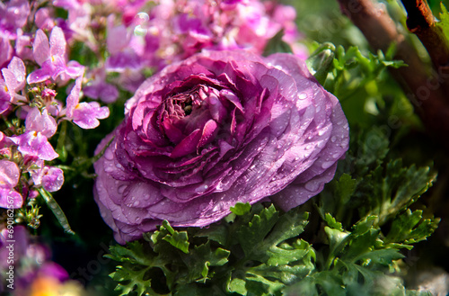 Purple Persian Buttercup