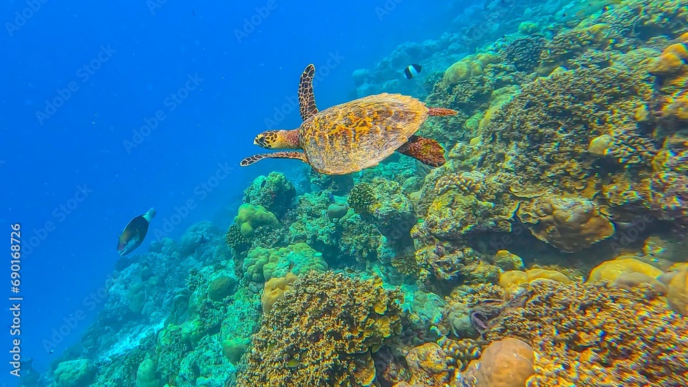 Fototapeta premium Life in the ocean. A sea turtle swims underwater near the coral reefs off the islands. Green Planet. Diver. Fish. Travel around the world. Diving to depth. Scuba diver. Underwater reef coral garden.