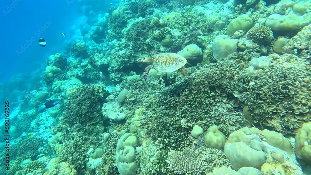 Life in the ocean. A sea turtle swims underwater near the coral reefs off the islands. Green Planet. Diver. Fish. Travel around the world. Diving to depth. Scuba diver. Life in the ocean. A sea turtle swims underwater near the coral reefs off the islands. Green Planet. Diver. Fish. Travel around the world. Diving to depth. Scuba diver.