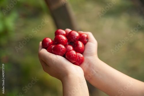 boy holding sweet cherries in his hands