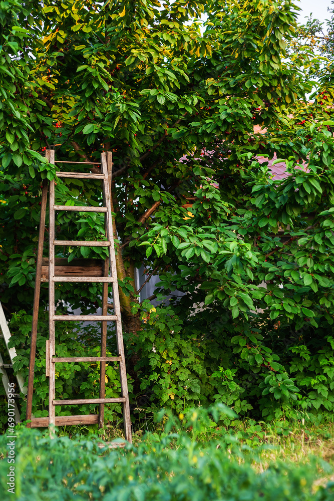 Wooden staircase among trees and tall grass. Summer day at sunset.