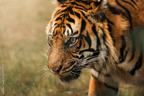 tigre sauvage regard
