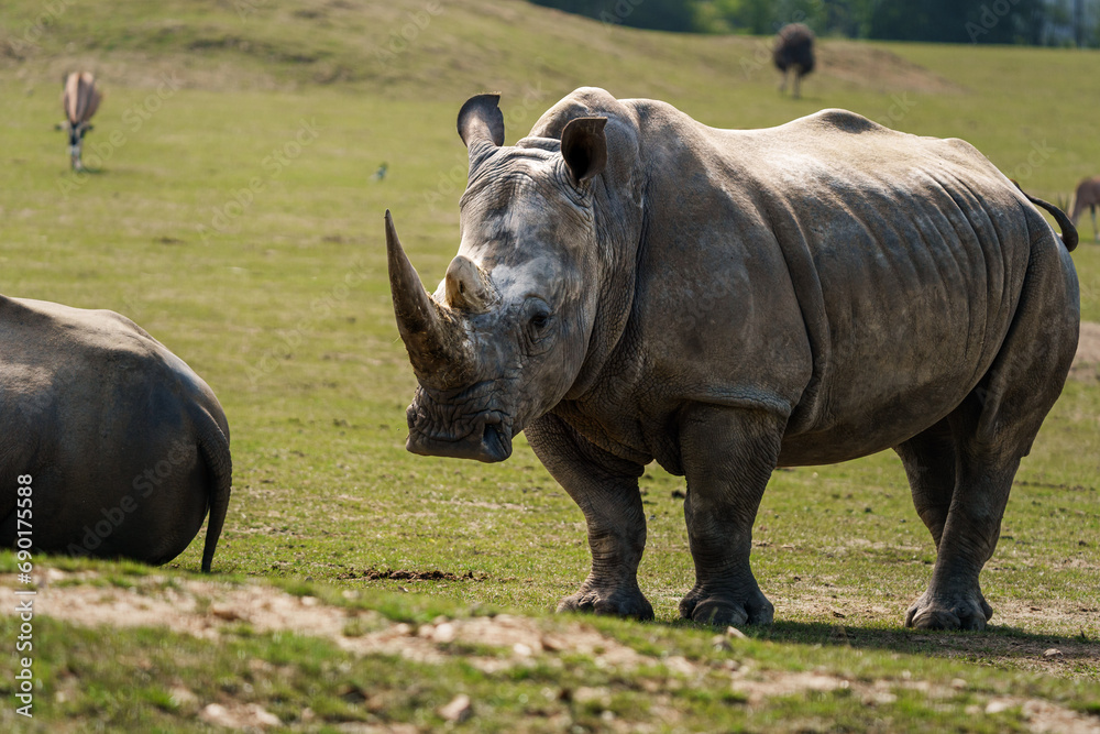 Fototapeta premium rhinocéros maman et son petit