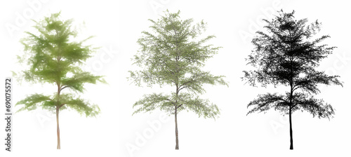 Set or collection of Japanese Maple trees  painted  natural and as a black silhouette on white background. Concept or conceptual 3d illustration for nature  ecology and conservation  strength  beauty
