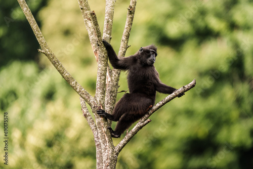 singe drôle nature © Benjamin