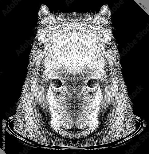 Vintage engraving isolated capybara set illustration rodent ink sketch. Gnawer background silhouette art. Black and white hand drawn vector image