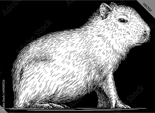 Vintage engraving isolated capybara set illustration rodent ink sketch. Gnawer background silhouette art. Black and white hand drawn vector image
