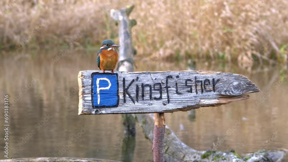 Eisvogel sitzt auf einem Schild Parkplatz Kingfisher