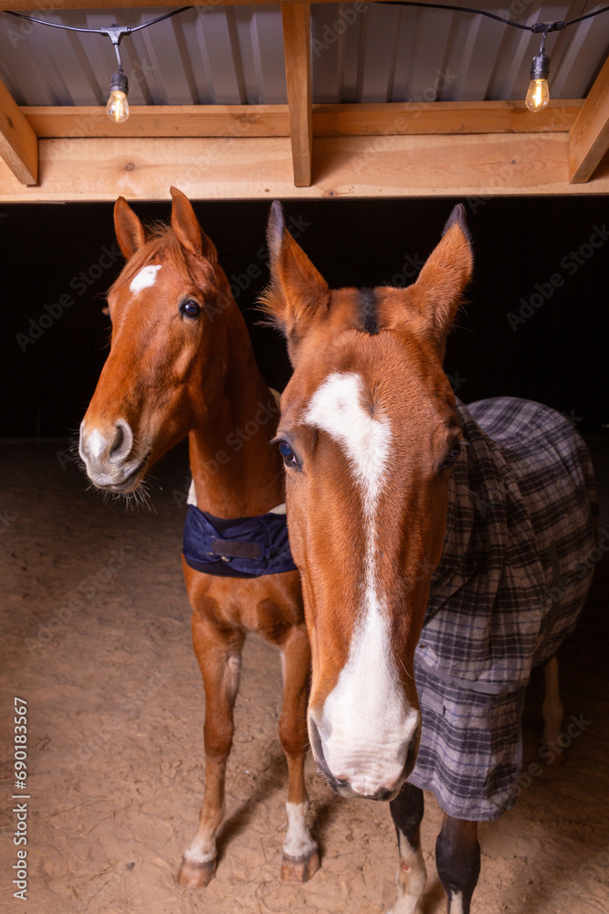 Obraz premium Portrait close up of two purebred saddle horses wearing checkered blanket