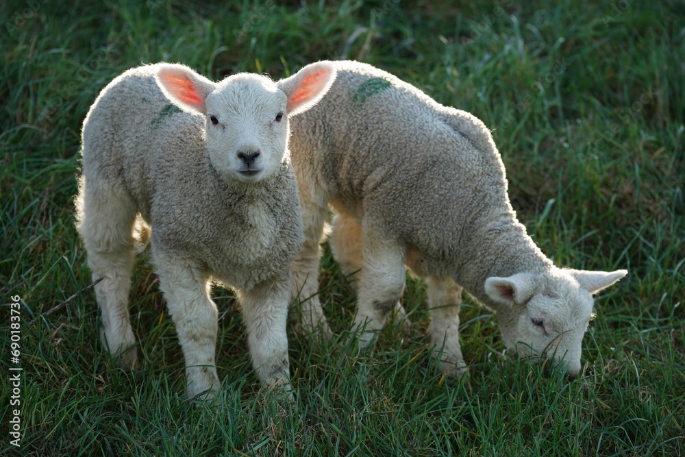 Obraz premium Osterlämmer auf dem deich