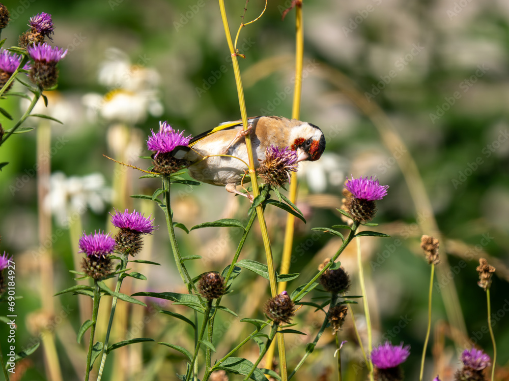 Goldfinch Feeding in an Urban Wildflower Meadow