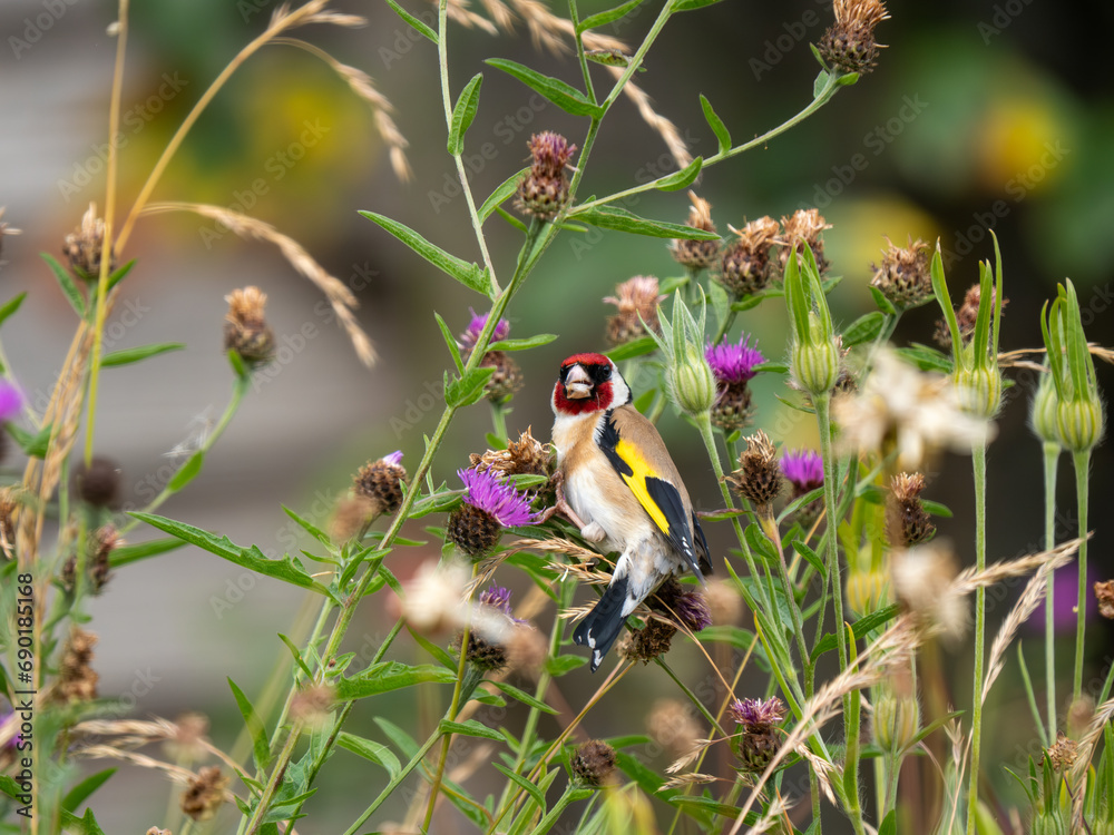 Goldfinch Feeding in an Urban Wildflower Meadow