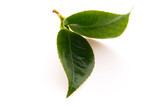 Fresh tea leaves on white