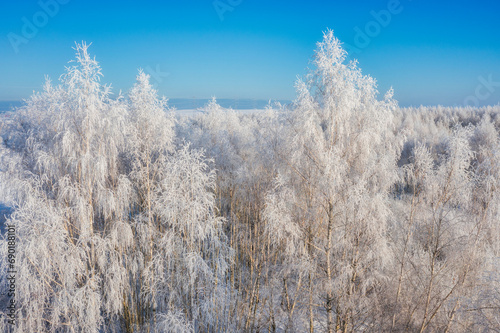 Beautiful frozen trees in the forest during winter in Poland