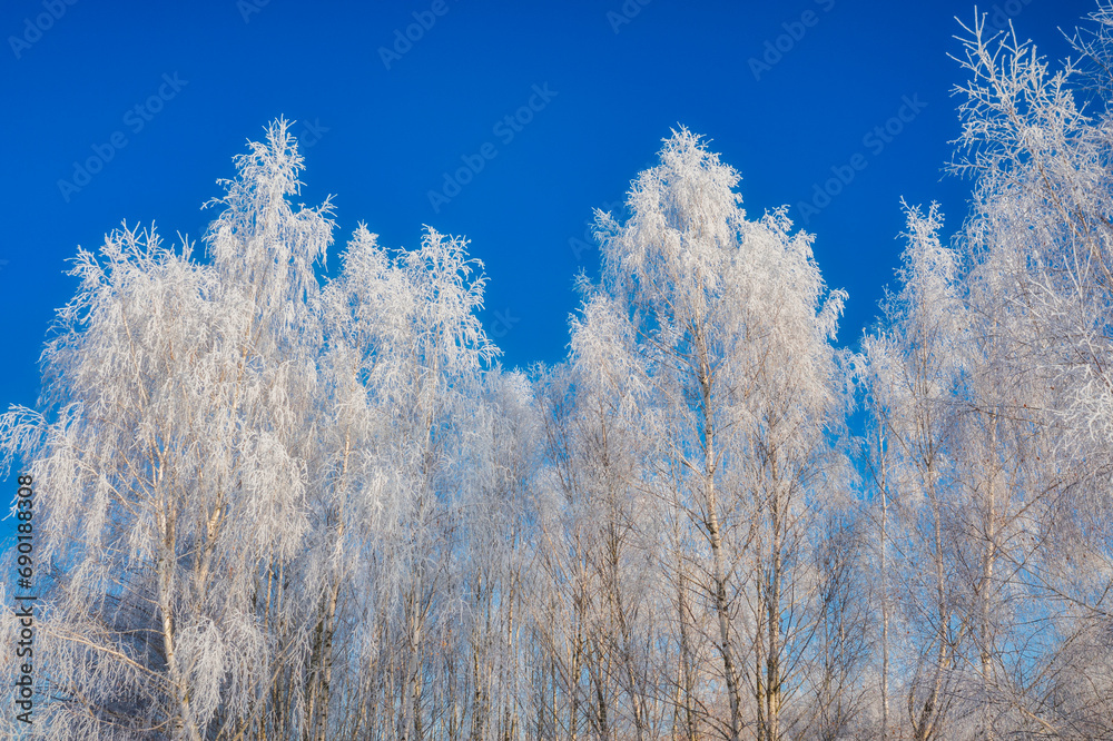 Beautiful frozen trees in the forest during winter in Poland Beautiful frozen trees in the forest during winter in Poland