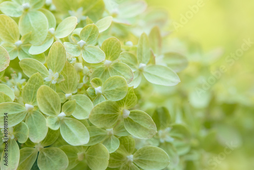 Hydrangea paniculata sort Limelight: hydrangea with green flowers blooms in the garden in summer