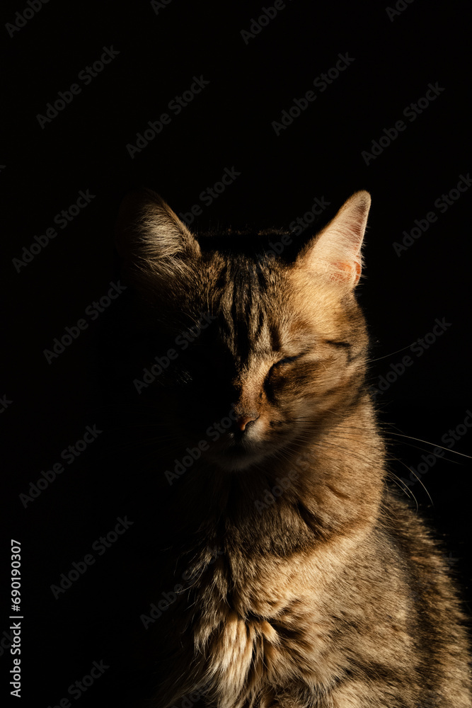 portrait of a cat portrait of a cat